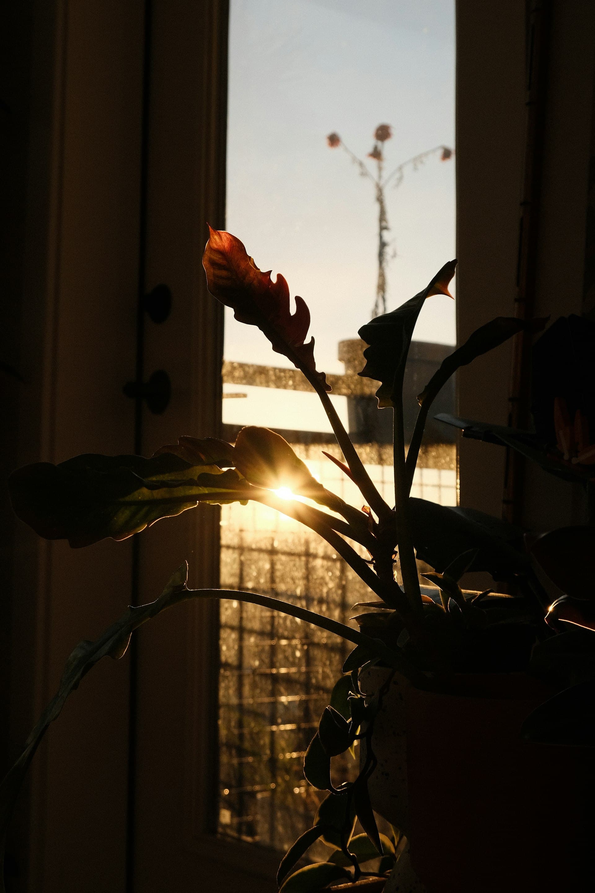 Sunlight through a plant, representing growth and serenity